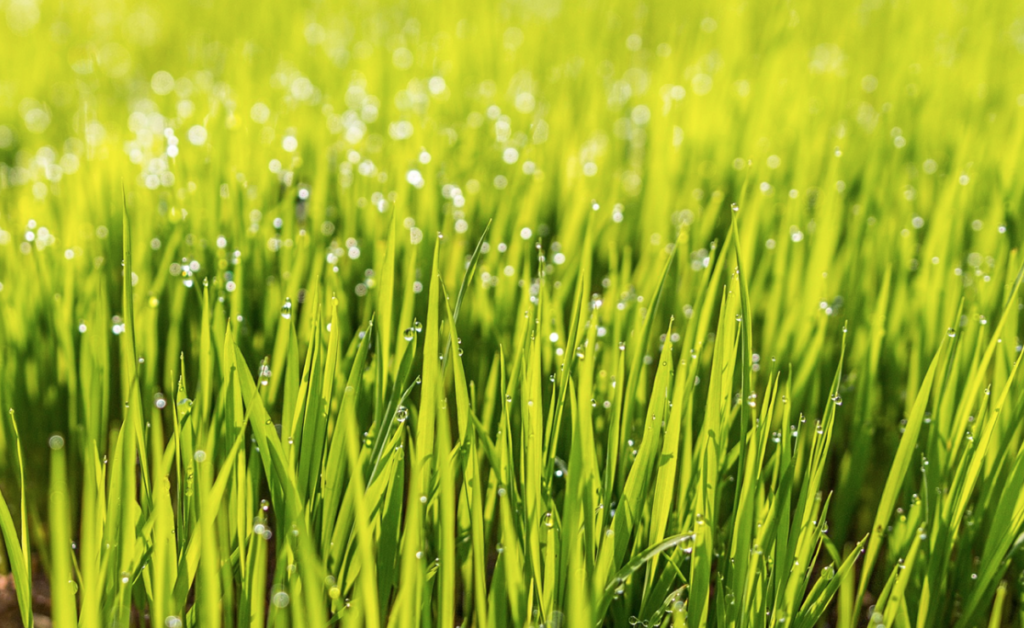 How To Make Grass Thicker And Fuller 14 Pro Strategies