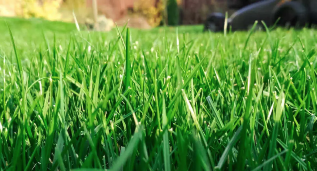 How To Make Grass Thicker And Fuller Pro Strategies