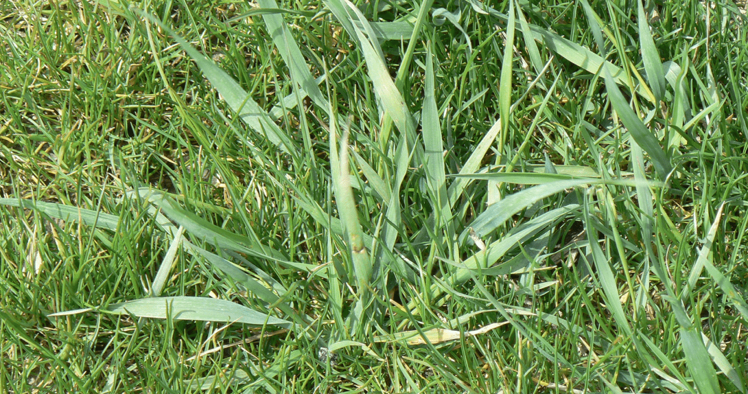 Grass That Looks Like Wheat: 12 Most Frequent Types + Pics