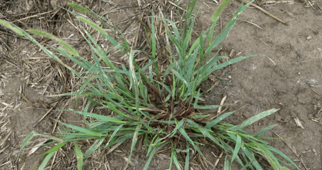 Grass That Looks Like Wheat: 12 Most Frequent Types + Pics