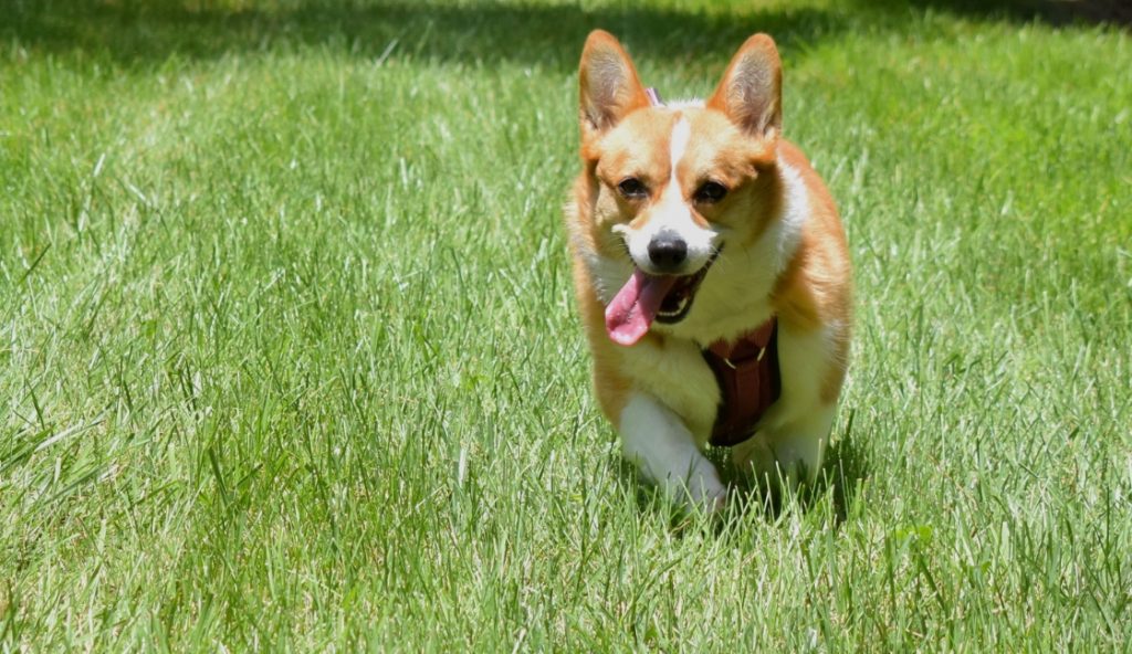 How To Grow Grass With Dogs 7 Effective Tips For Dog Owners