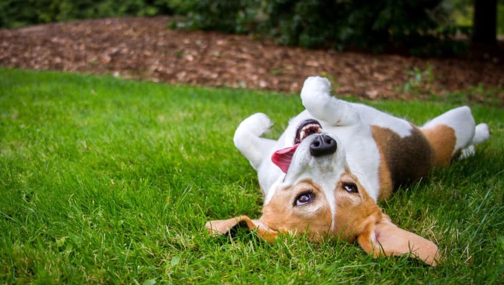 How To Grow Grass With Dogs 7 Effective Tips For Dog Owners