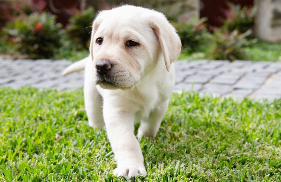 How To Grow Grass With Dogs 7 Effective Tips For Dog Owners