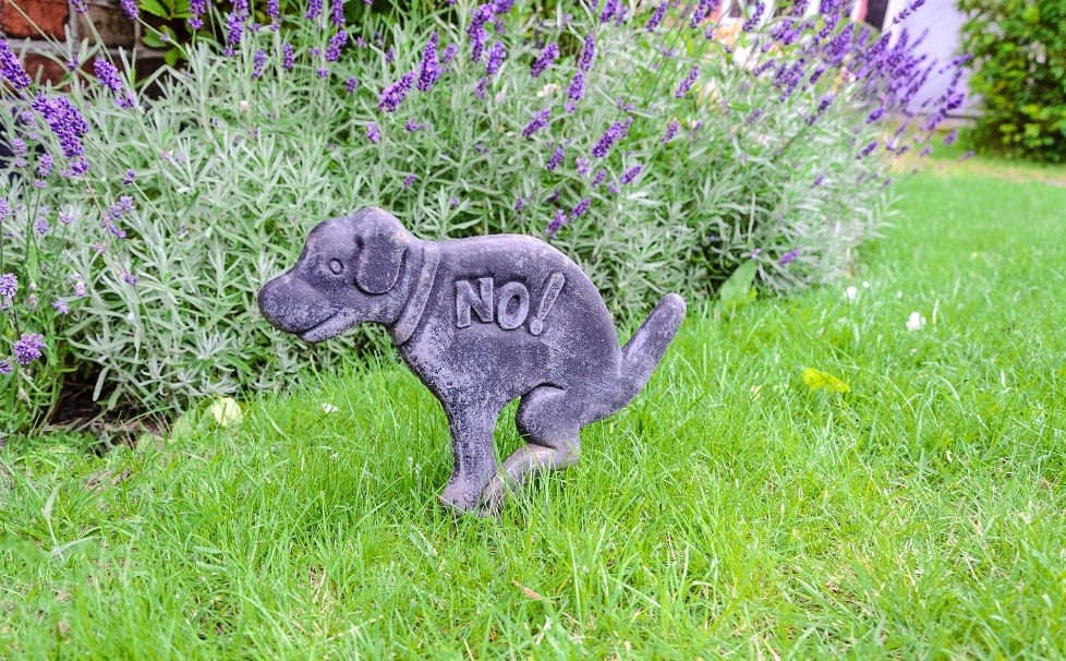 How To Grow Grass With Dogs 7 Effective Tips For Dog Owners