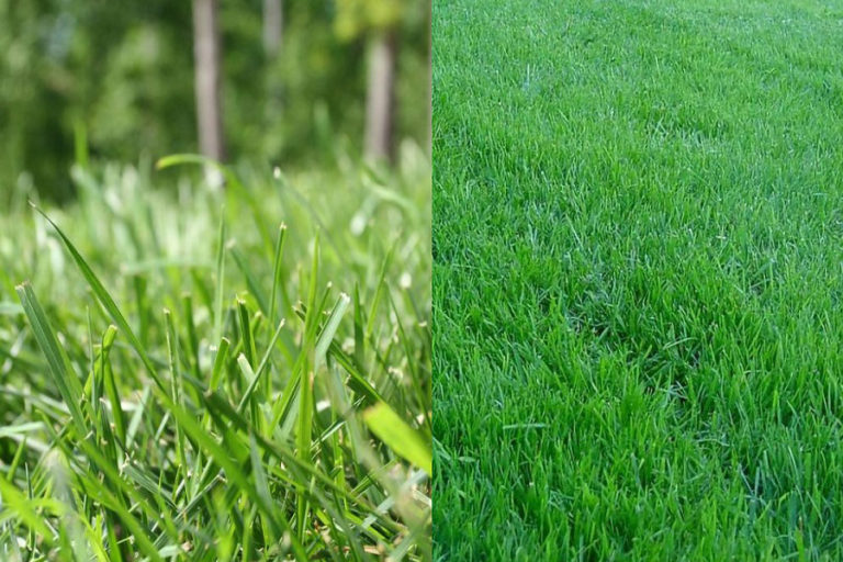 which-of-grass-best-bermuda-vs-centipede-prof-compare