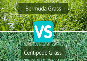 Which Of Grass Best Bermuda Vs Centipede: Prof Compare