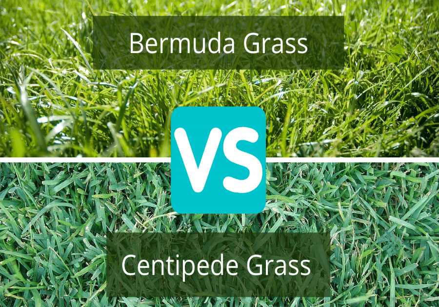Which Of Grass Best Bermuda Vs Centipede Prof Compare