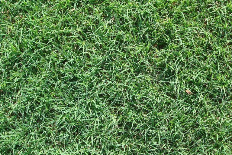 How To Get Bermuda Grass To Spread: The Best Ways In 2022