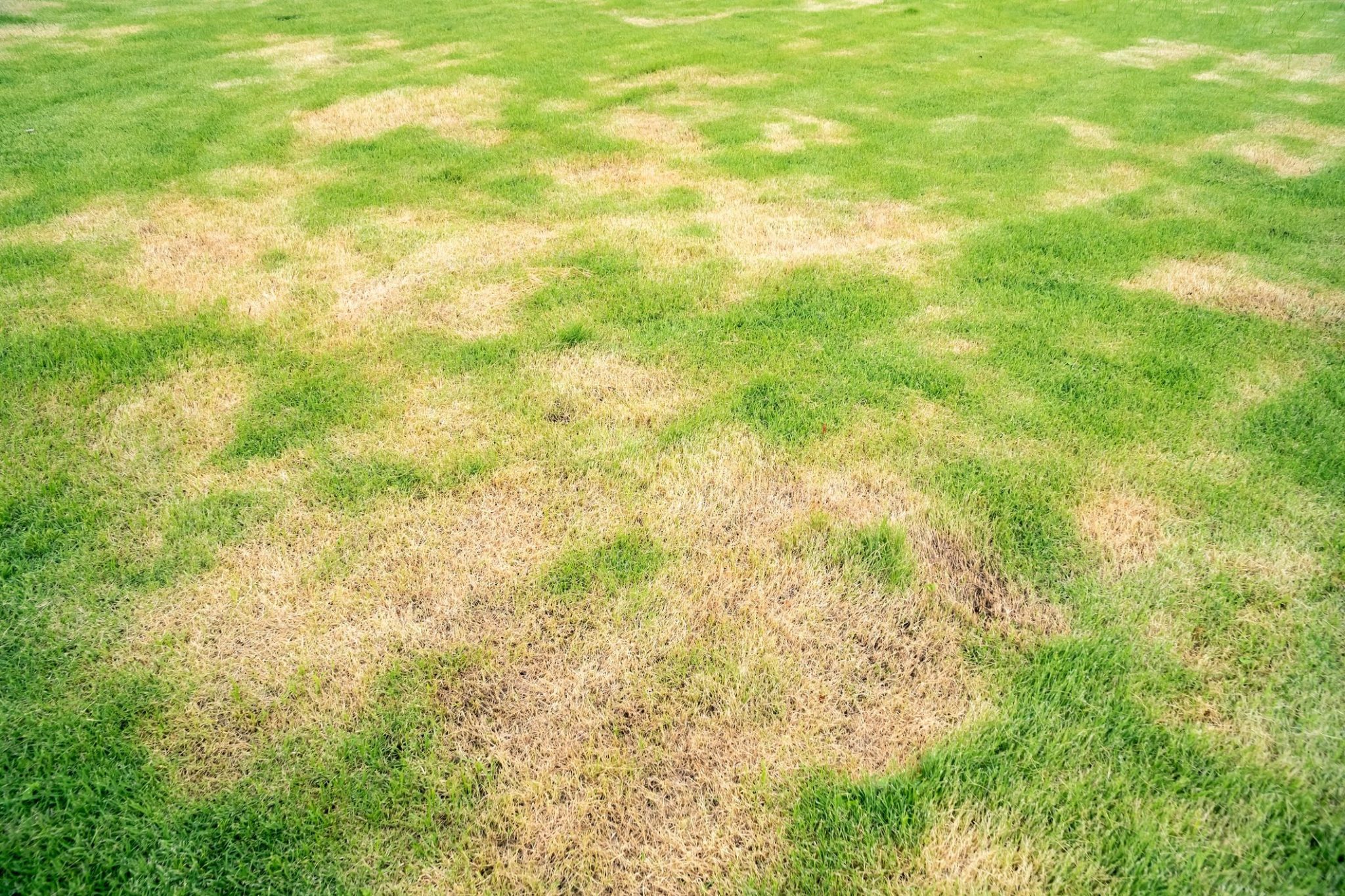 Grass Turning Yellow In The Lawn Top 12 Causes & Best Tips