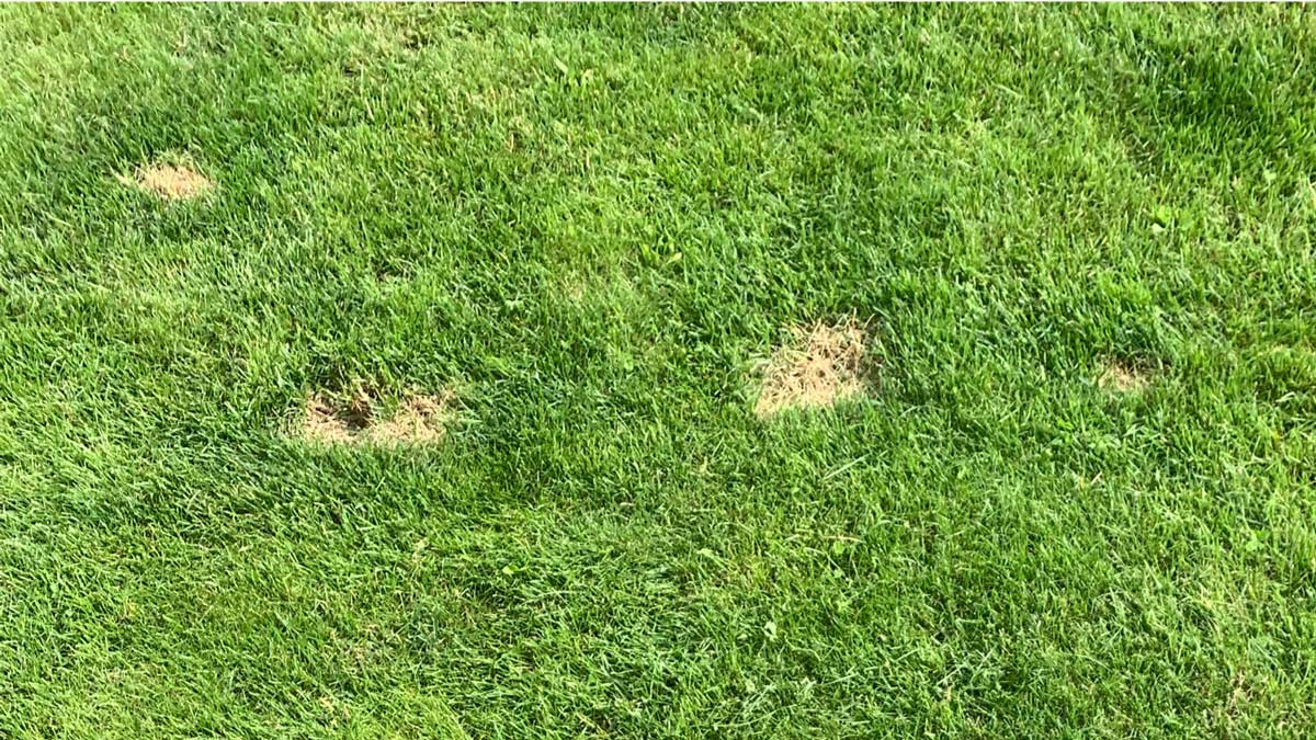 How To Grow Grass With Dogs 7 Effective Tips For Dog Owners