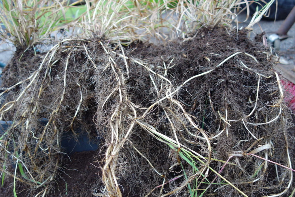 How To Get Bermuda Grass To Spread The Best Ways In 2022