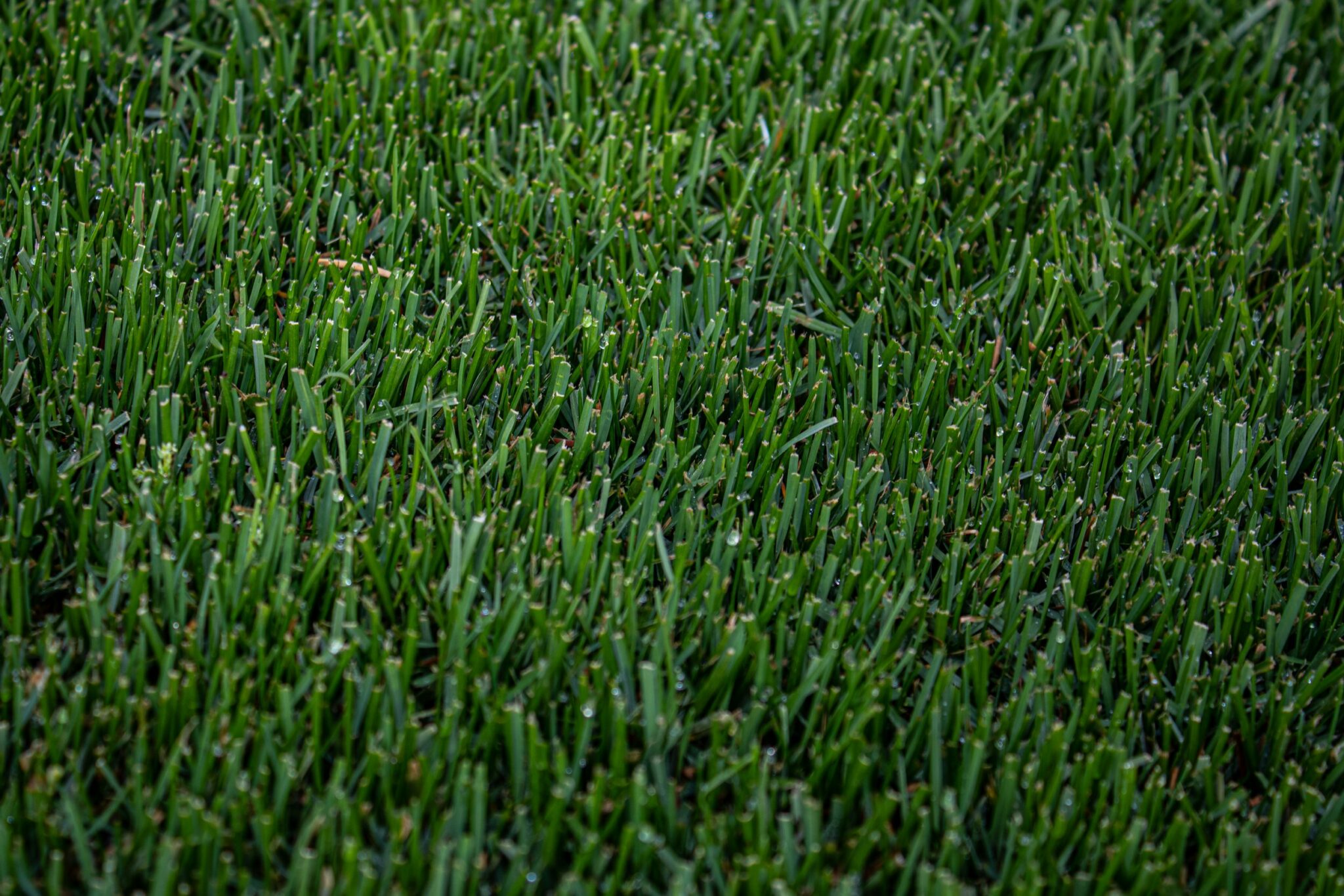 How To Get Bermuda Grass To Spread The Best Ways In 2022