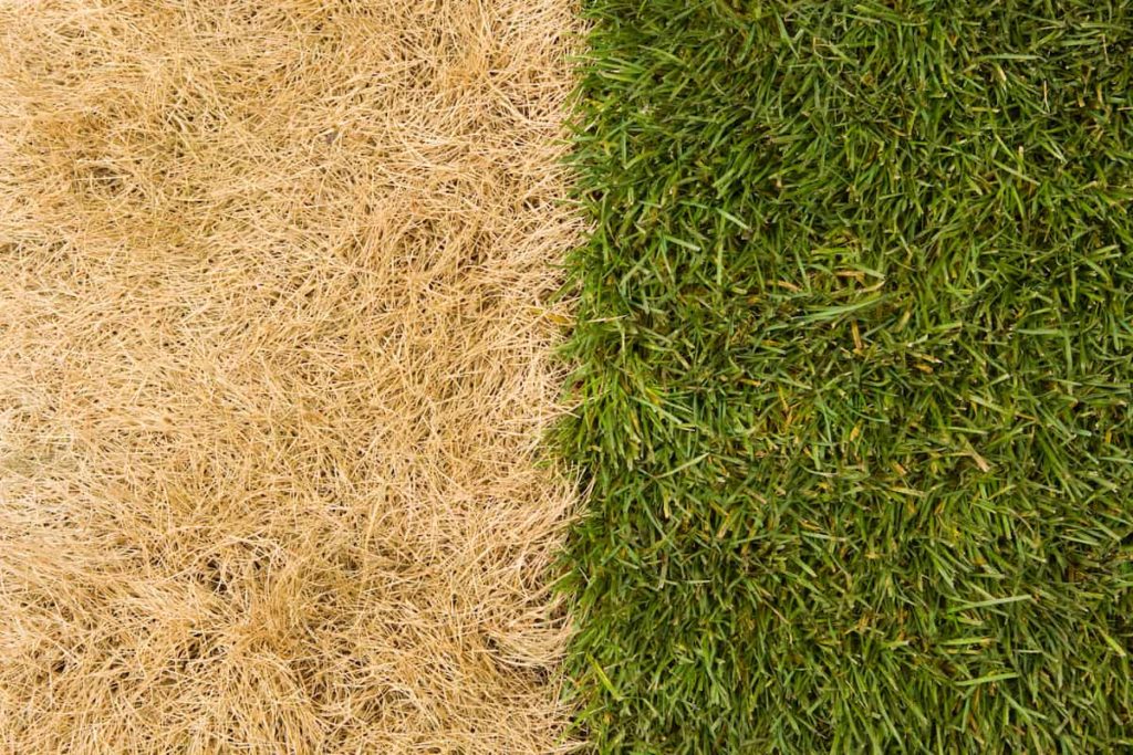 Grass Turning Yellow In The Lawn Top 12 Causes & Best Tips