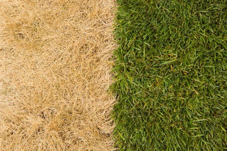 Grass Turning Yellow In The Lawn Top 12 Causes & Best Tips