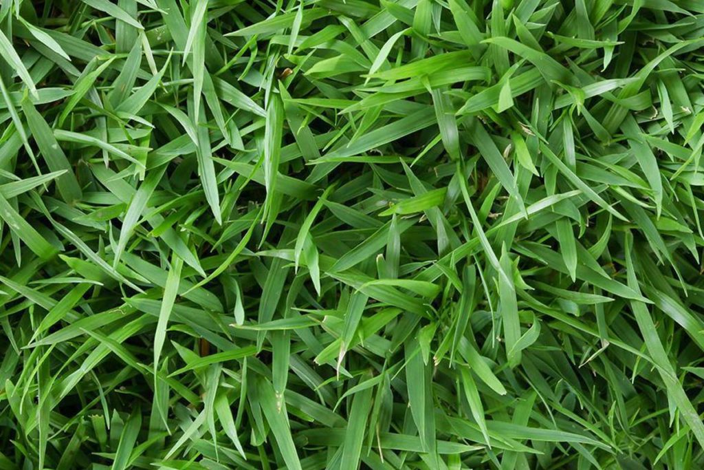 How To Get Bermuda Grass To Spread The Best Ways In 2022