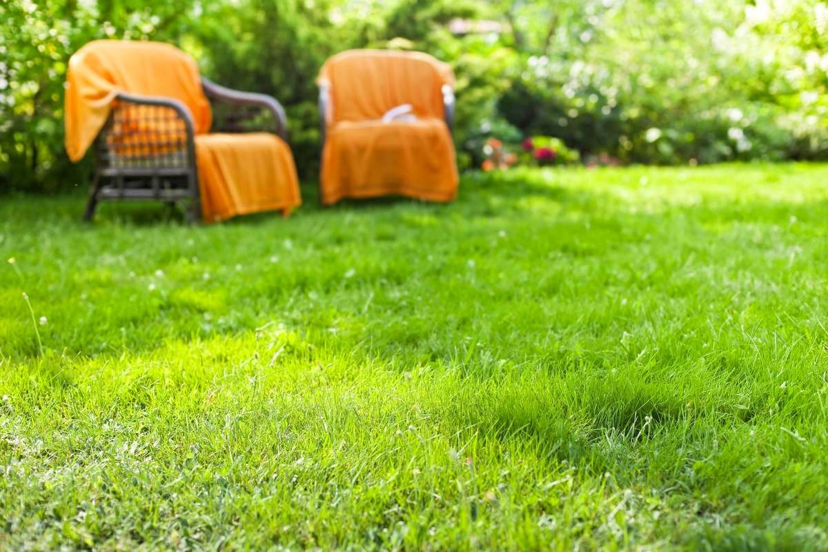 Best Time To Fertilize Lawn Before Or After Rain