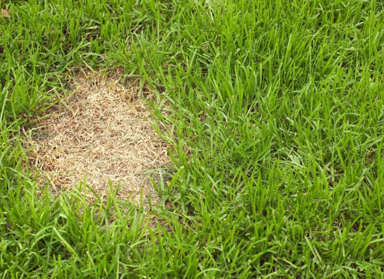 Grass Turning Yellow In The Lawn Top 12 Causes & Best Tips