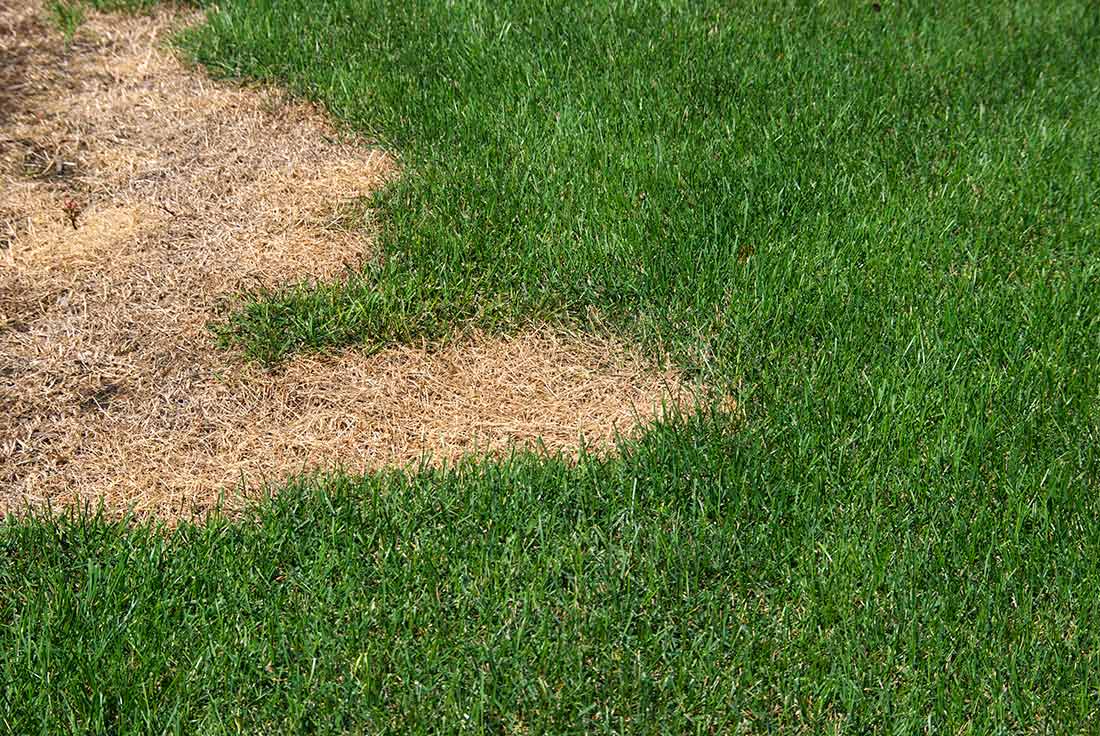 Grass Turning Yellow In The Lawn Top 12 Causes & Best Tips