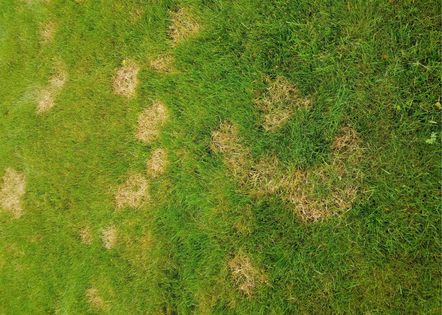 Grass Turning Yellow In The Lawn Top 12 Causes & Best Tips