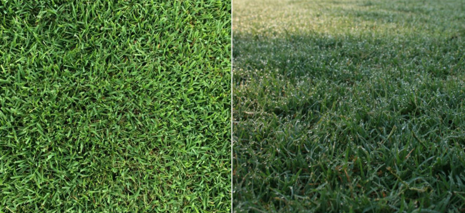 Which Of Grass Best Bermuda Vs Centipede Prof Compare