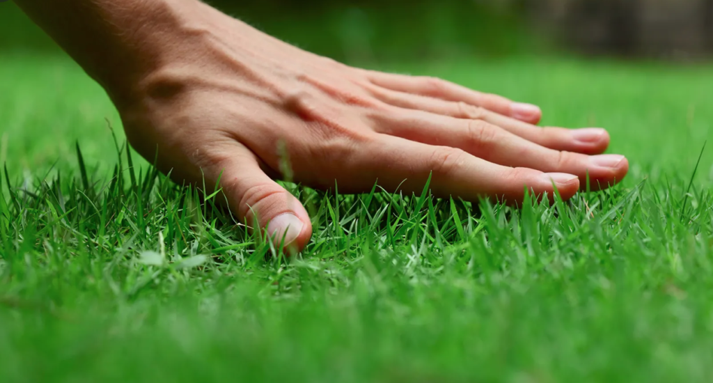 How to make grass thicker and fuller - 14 pro strategies