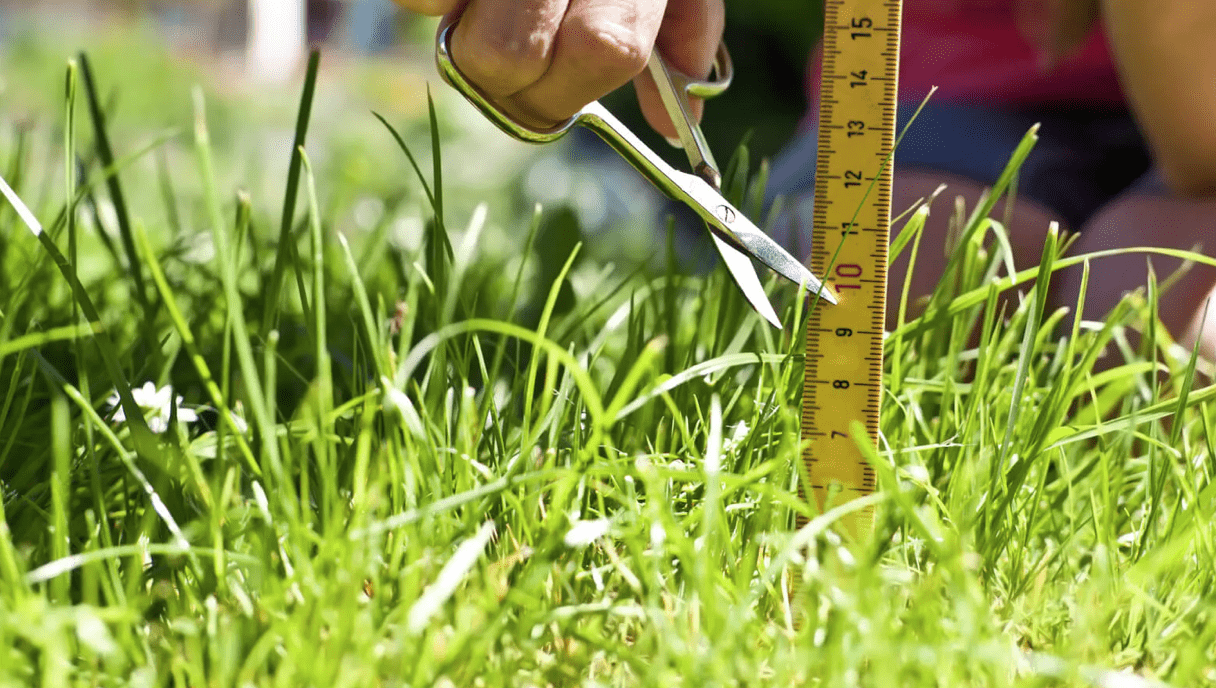 How To Make Grass Thicker And Fuller 14 Pro Strategies