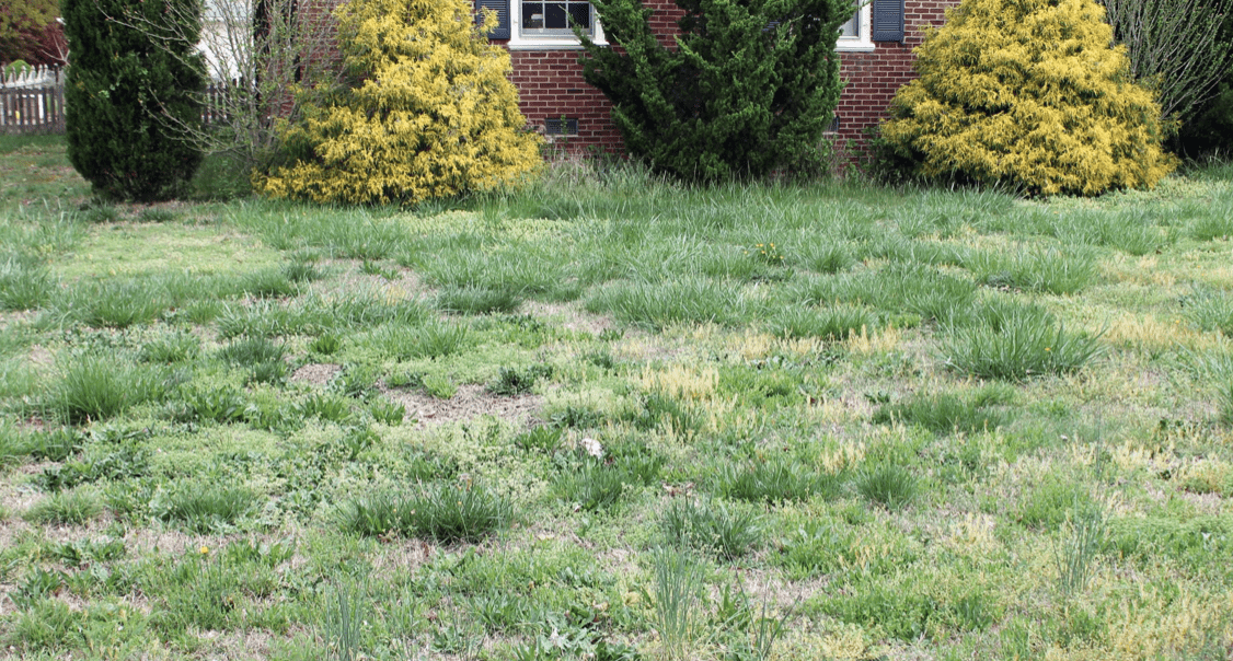 How To Make Grass Thicker And Fuller 14 Pro Strategies