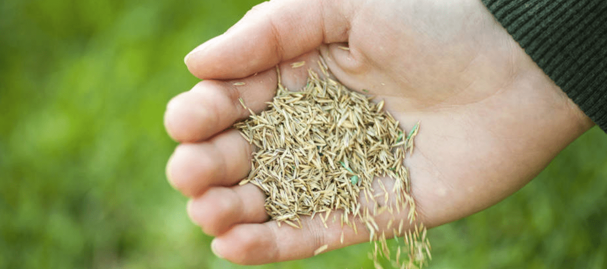 How To Make Grass Thicker And Fuller 14 Pro Strategies