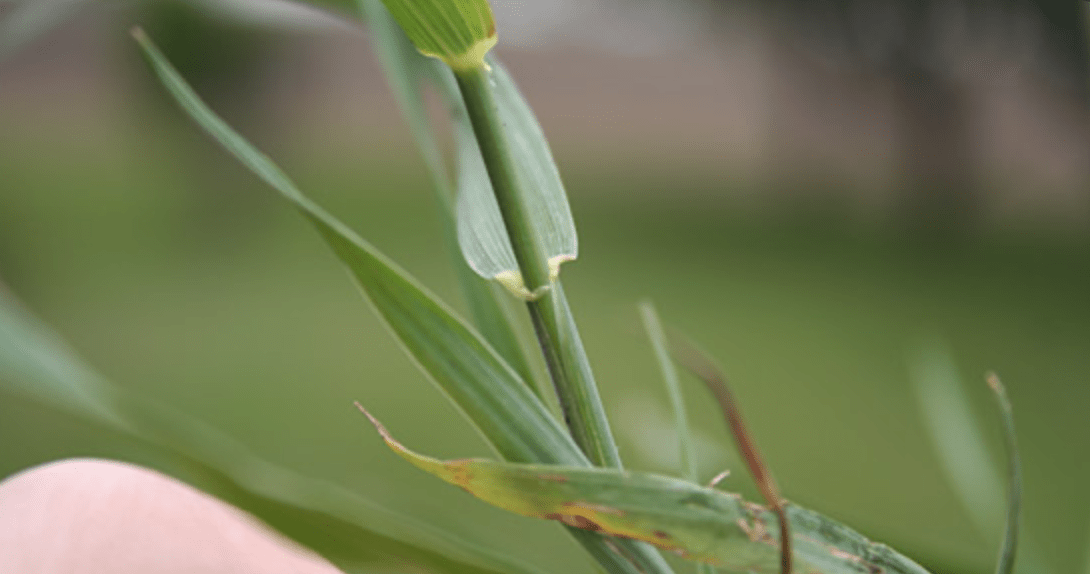 Grass That Looks Like Wheat 12 Most Frequent Types + Pics