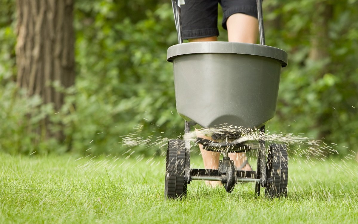 Best Time To Fertilize Lawn Before Or After Rain