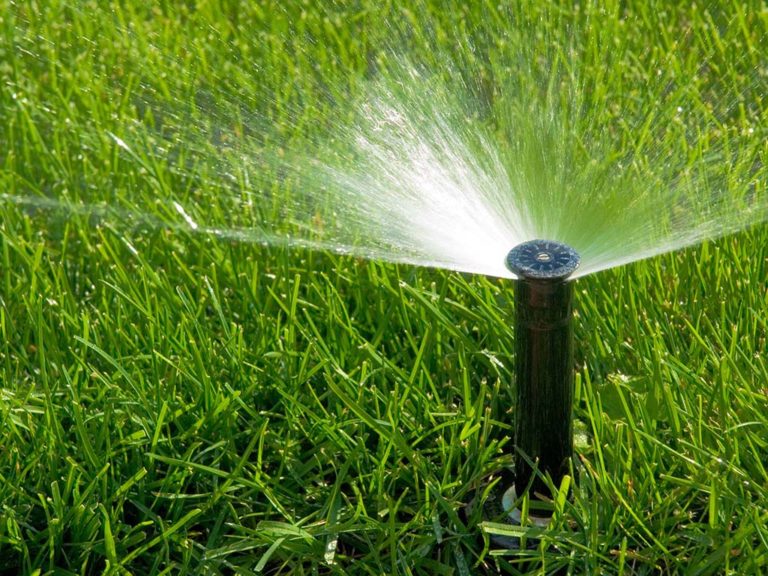 Best Time To Fertilize Lawn Before Or After Rain