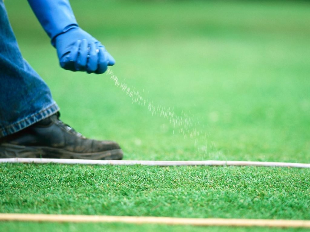 Best Time To Fertilize Lawn Before Or After Rain