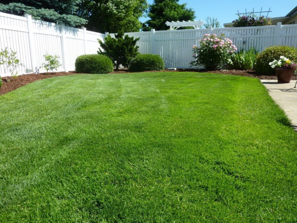 Best Time To Fertilize Lawn Before Or After Rain