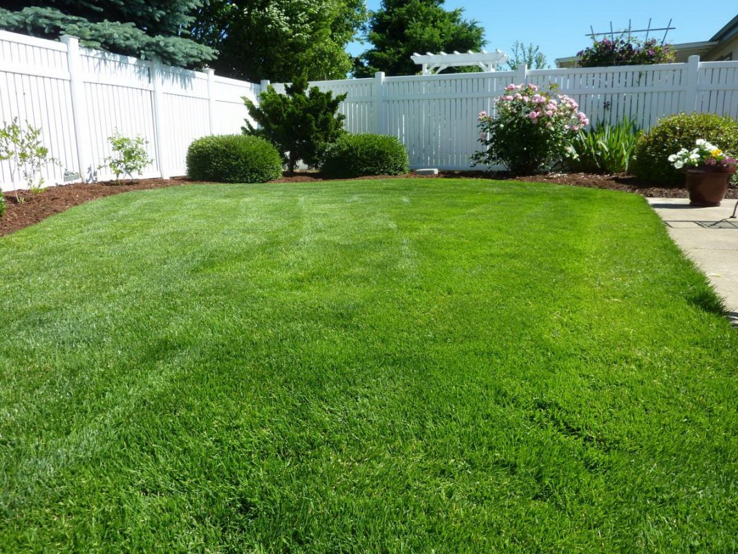 Best Time To Fertilize Lawn Before Or After Rain