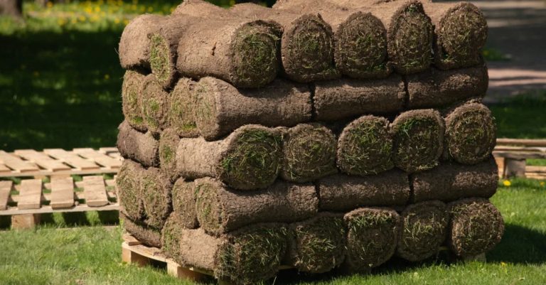 Captivating How Long Can Sod Sit On A Pallet Capture Collection Captivating How Long Can Sod Sit On A Pallet Capture Collection