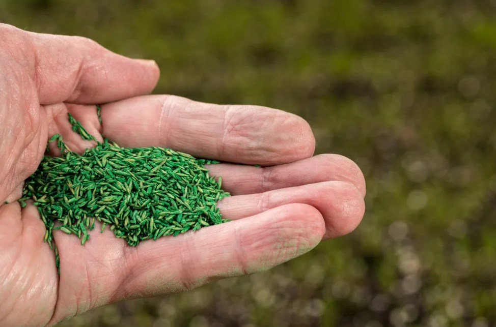 Coated Grass Seed Vs. Uncoated Top Best Comparison