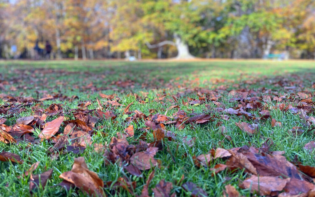 GrassAndSoil Lawn Fall 01